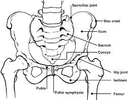 Ellenatal Physiotherapy - Pelvic girdle pain, pubic symphysis, PGP